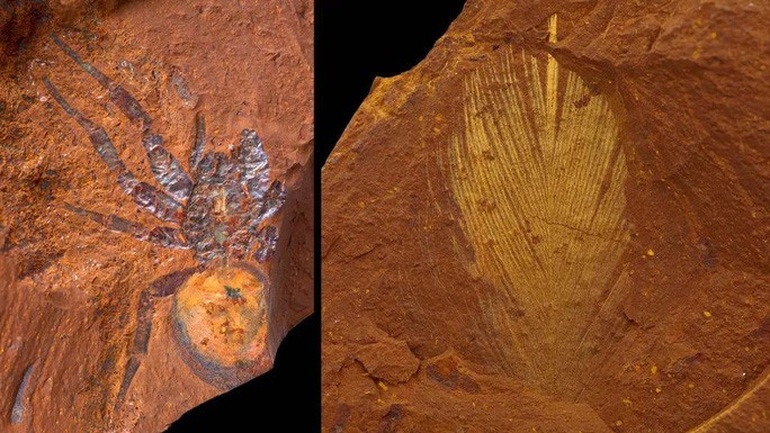 Hàng ngàn sinh vật 16 triệu tuổi nguyên vẹn trong đá Sao Hỏa - 1
