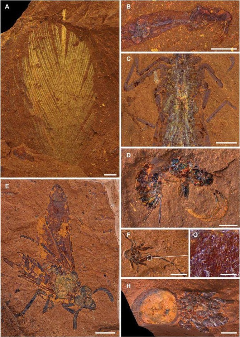 Hàng ngàn sinh vật 16 triệu tuổi nguyên vẹn trong đá Sao Hỏa - 2