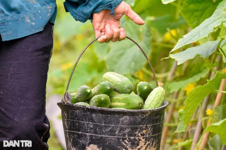 Near Tet, farmers pocket hundreds of millions per year from cucumber fields - 4