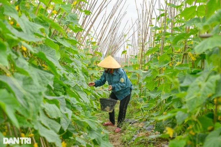 Near Tet, farmers pocket hundreds of millions per year from cucumber fields - 2