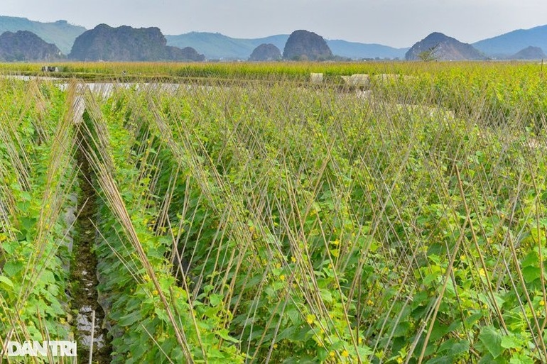 Near Tet, farmers pocket hundreds of millions per year from cucumber fields - 1