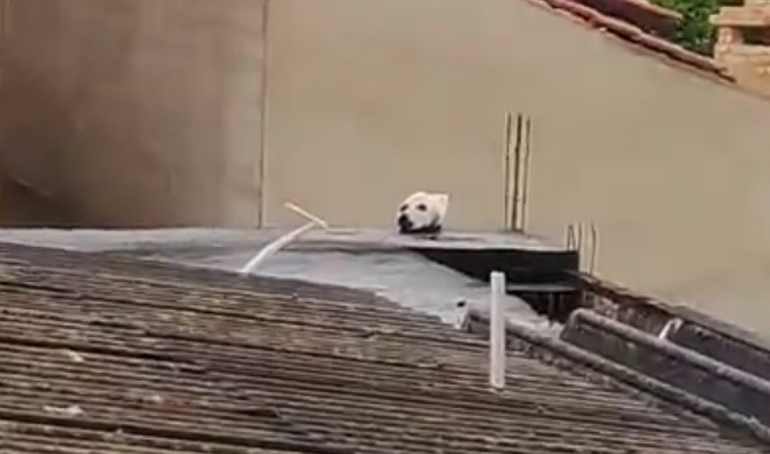 Hình ảnh chú chó đang kê đầu lên sân thượng của một ngôi nhà thực chất là 