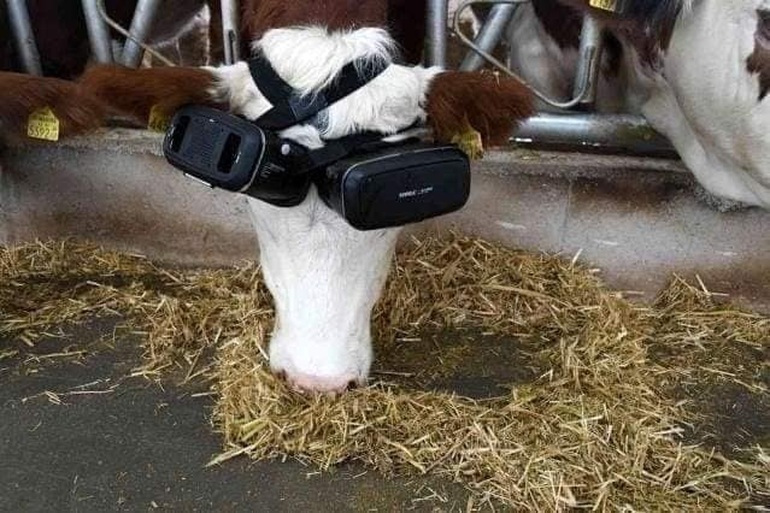 Bò đeo kính VR để cảm thấy sung sướng hơn - 1