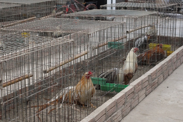 Chi chục triệu đồng mua cặp gà tre đuôi dài nửa mét, dáng oai vệ chơi Tết - 4 Chi chục triệu đồng mua cặp gà tre đuôi dài nửa mét, dáng oai vệ chơi Tết - 4