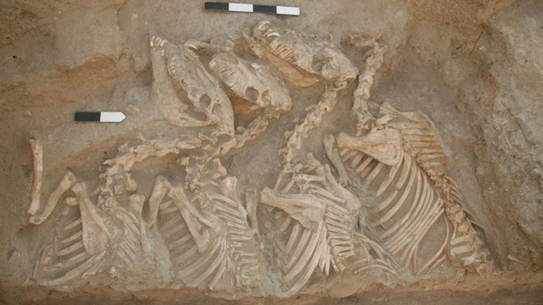 Phát hiện Kunga 4.500 tuổi, quái vật đầu tiên lai giữa 2 loài khác nhau - 1
