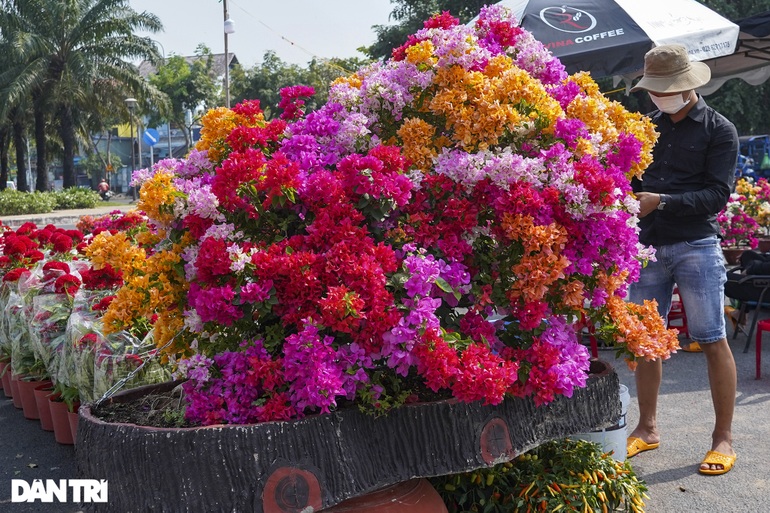 Thị trường hoa Tết TPHCM: Điểm vắng khách, nơi cháy hàng không kịp bán - 7 Thị trường hoa Tết TPHCM: Điểm vắng khách, nơi cháy hàng không kịp bán - 7