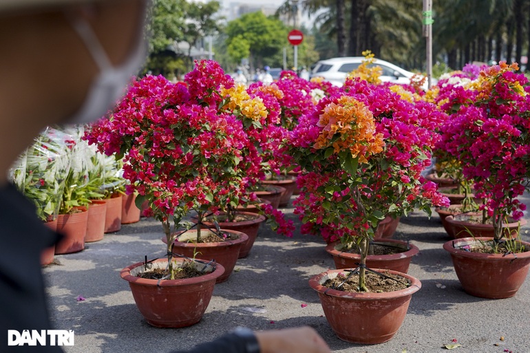 Thị trường hoa Tết TPHCM: Điểm vắng khách, nơi cháy hàng không kịp bán - 6 Thị trường hoa Tết TPHCM: Điểm vắng khách, nơi cháy hàng không kịp bán - 6
