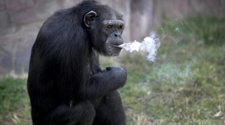 Chuyện lạ về chú tinh tinh nghiện thuốc lá nặng, từng hút 40 điếu mỗi ngày - 1