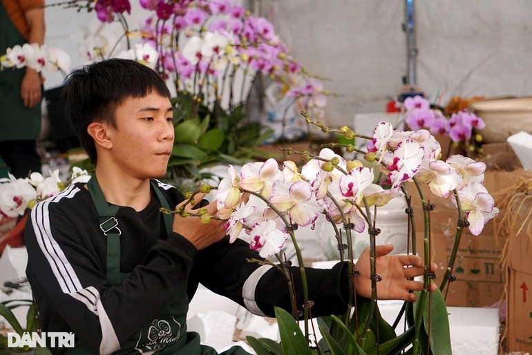 Thu nhập tiền tỷ nhờ bán lan hồ điệp vụ Tết ở Thanh Hóa - 11 Thu nhập tiền tỷ nhờ bán lan hồ điệp vụ Tết ở Thanh Hóa - 11