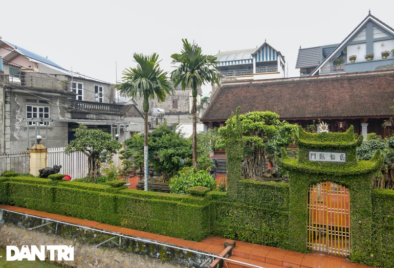Căn nhà có hàng rào bằng cây ô rô tạo tác 30 năm độc nhất ở Hà Nội - 10