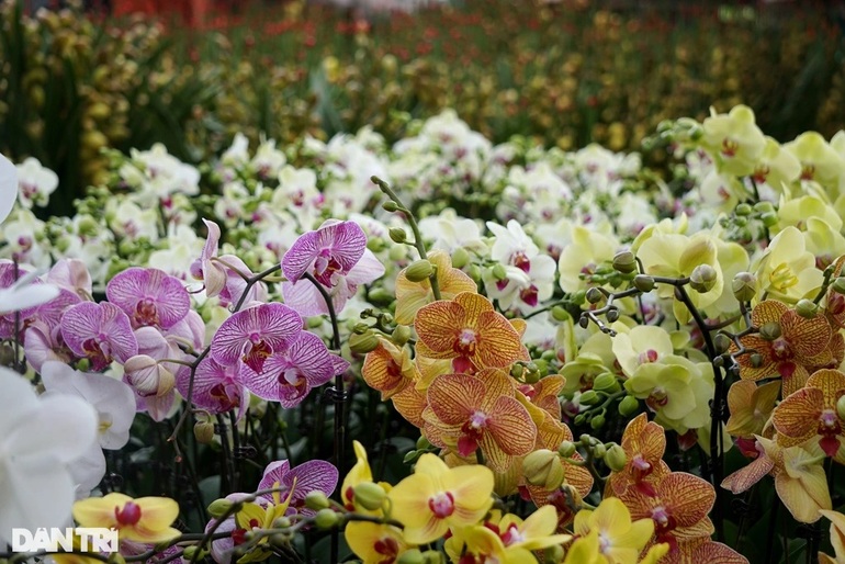 Thu nhập tiền tỷ nhờ bán lan hồ điệp vụ Tết ở Thanh Hóa - 10 Thu nhập tiền tỷ nhờ bán lan hồ điệp vụ Tết ở Thanh Hóa - 10