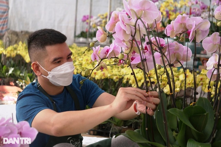Thu nhập tiền tỷ nhờ bán lan hồ điệp vụ Tết ở Thanh Hóa - 2 Thu nhập tiền tỷ nhờ bán lan hồ điệp vụ Tết ở Thanh Hóa - 2