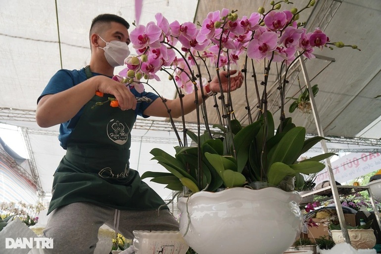 Thu nhập tiền tỷ nhờ bán lan hồ điệp vụ Tết ở Thanh Hóa - 3 Thu nhập tiền tỷ nhờ bán lan hồ điệp vụ Tết ở Thanh Hóa - 3
