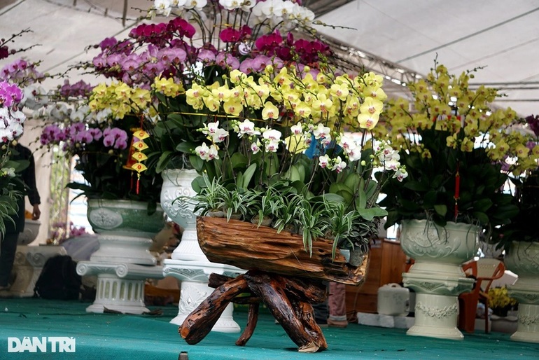 Thu nhập tiền tỷ nhờ bán lan hồ điệp vụ Tết ở Thanh Hóa - 4 Thu nhập tiền tỷ nhờ bán lan hồ điệp vụ Tết ở Thanh Hóa - 4