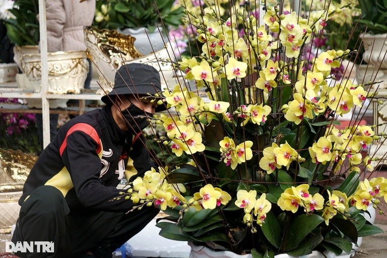 Thu nhập tiền tỷ nhờ bán lan hồ điệp vụ Tết ở Thanh Hóa - 6 Thu nhập tiền tỷ nhờ bán lan hồ điệp vụ Tết ở Thanh Hóa - 6