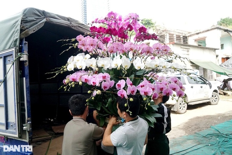 Thu nhập tiền tỷ nhờ bán lan hồ điệp vụ Tết ở Thanh Hóa - 9 Thu nhập tiền tỷ nhờ bán lan hồ điệp vụ Tết ở Thanh Hóa - 9