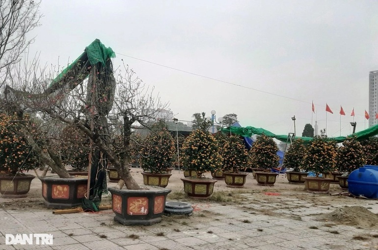 Chủ buôn cây cảnh lo ế hàng, người vận chuyển mỏi mắt tìm việc - 5 Chủ buôn cây cảnh lo ế hàng, người vận chuyển mỏi mắt tìm việc - 5