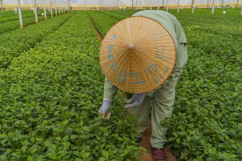Nghề lương chỉ 8 triệu, không mong thưởng Tết cao nhưng thơm tho cả ngày - 8 Nghề lương chỉ 8 triệu, không mong thưởng Tết cao nhưng thơm tho cả ngày - 8