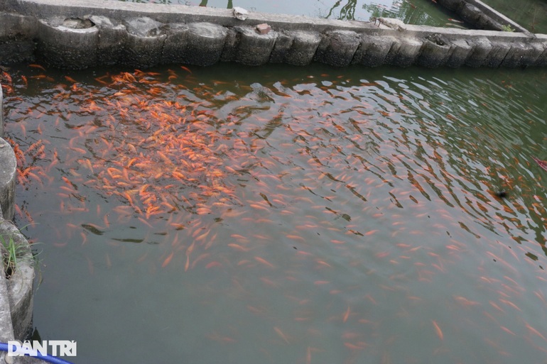 Làng cá chép đỏ ảm đạm trong ngày tiễn Táo quân - 1 Làng cá chép đỏ ảm đạm trong ngày tiễn Táo quân - 1