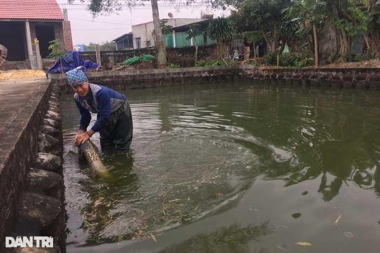 Làng cá chép đỏ ảm đạm trong ngày tiễn Táo quân - 3 Làng cá chép đỏ ảm đạm trong ngày tiễn Táo quân - 3