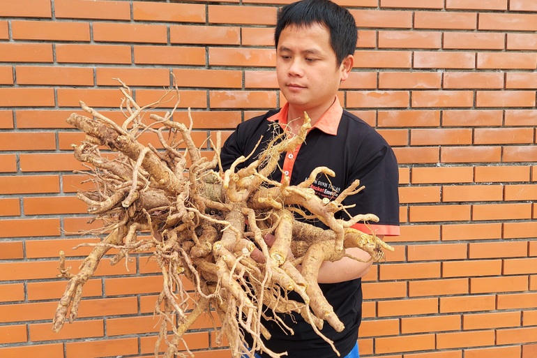 Làm mứt từ nhân sâm người nghèo bán mỏi tay ngày giáp Tết - 2 Làm mứt từ nhân sâm người nghèo bán mỏi tay ngày giáp Tết - 2
