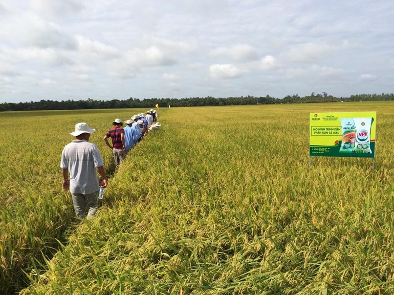 NPK Cà Mau - giải pháp canh tác cho nông dân - 2 NPK Cà Mau - giải pháp canh tác cho nông dân - 2