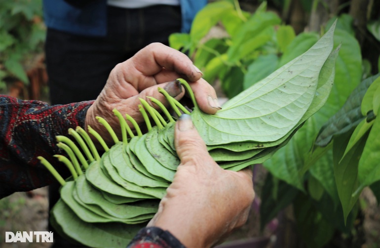Trầu không tiến vua đắt như tôm tươi, người trồng hái lá đếm tiền - 5 Trầu không tiến vua đắt như tôm tươi, người trồng hái lá đếm tiền - 5