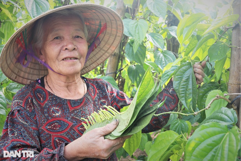 Trầu không tiến vua đắt như tôm tươi, người trồng hái lá đếm tiền - 4 Trầu không tiến vua đắt như tôm tươi, người trồng hái lá đếm tiền - 4