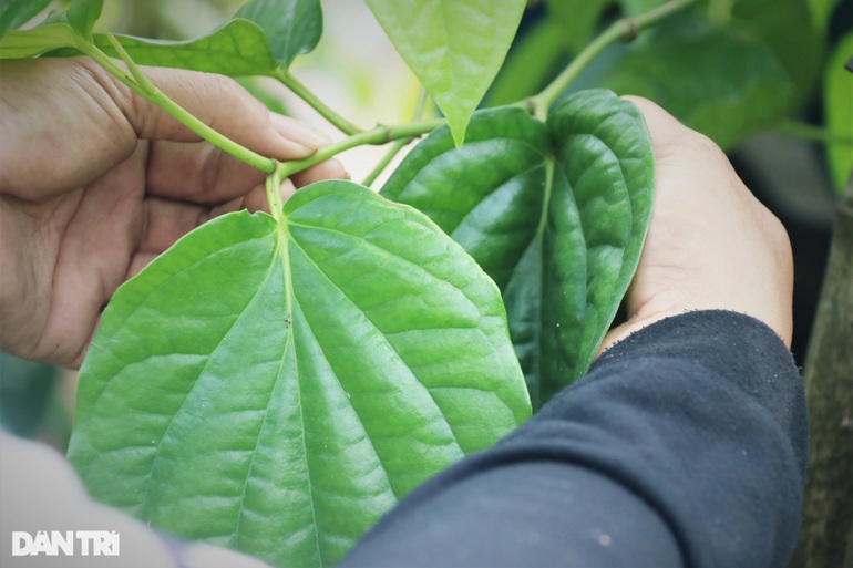 Trầu không tiến vua đắt như tôm tươi, người trồng hái lá đếm tiền - 7 Trầu không tiến vua đắt như tôm tươi, người trồng hái lá đếm tiền - 7