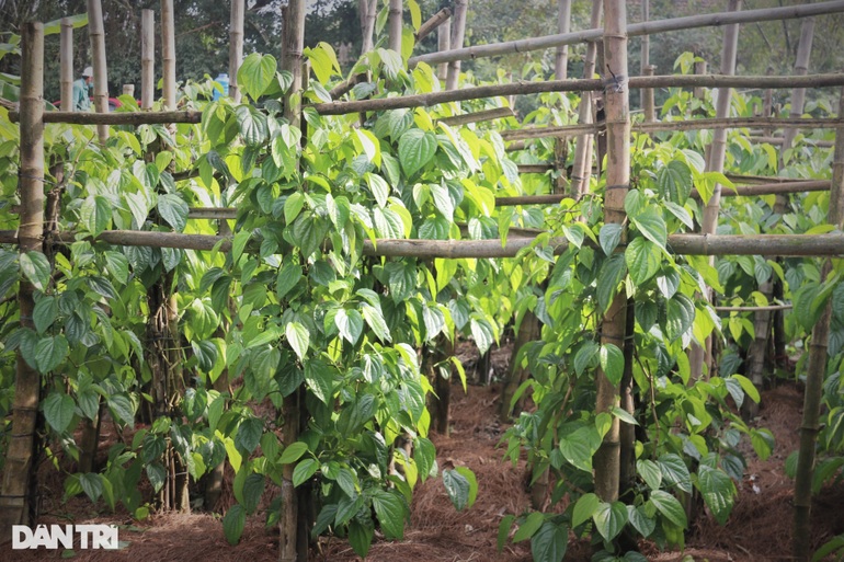 Trầu không tiến vua đắt như tôm tươi, người trồng hái lá đếm tiền - 8 Trầu không tiến vua đắt như tôm tươi, người trồng hái lá đếm tiền - 8