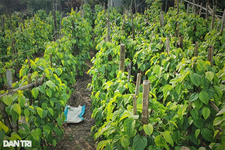 Trầu không tiến vua đắt như tôm tươi, người trồng hái lá đếm tiền - 2 Trầu không tiến vua đắt như tôm tươi, người trồng hái lá đếm tiền - 2