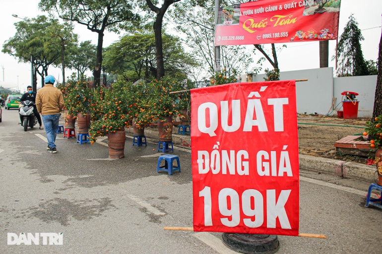 Ngày 29 Tết, đào quất ồ ạt xả hàng giá nào cũng bán vẫn… ế khách - 5 Ngày 29 Tết, đào quất ồ ạt xả hàng giá nào cũng bán vẫn… ế khách - 5