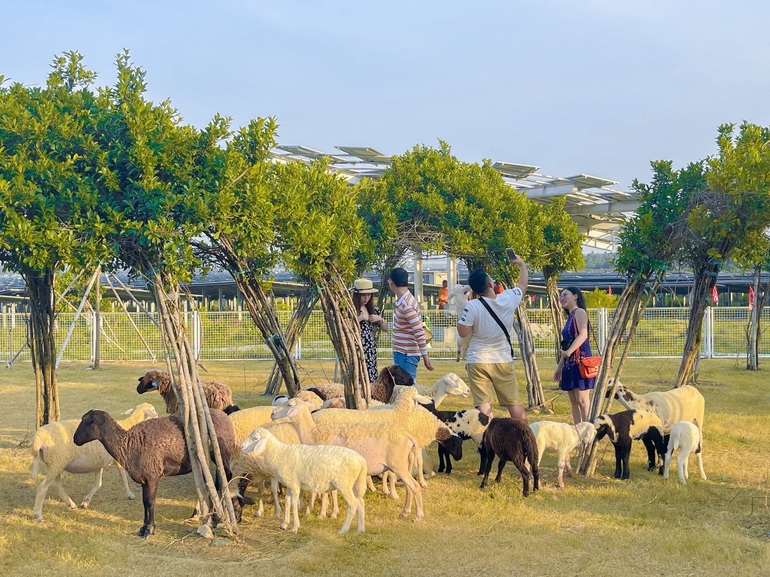 Xuân về trên đỉnh Phù Vân miền Tây - 4