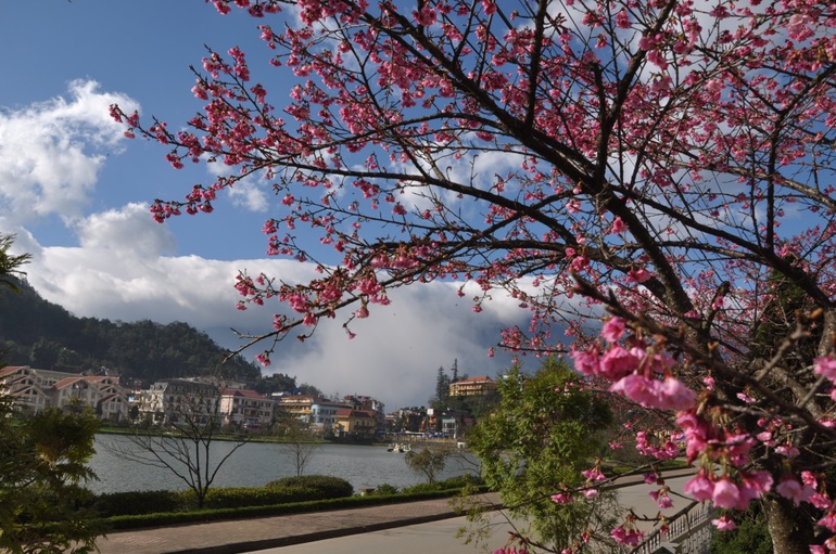 Vùng núi Sa Pa lộng lẫy hoa anh đào Nhật Bản - 6