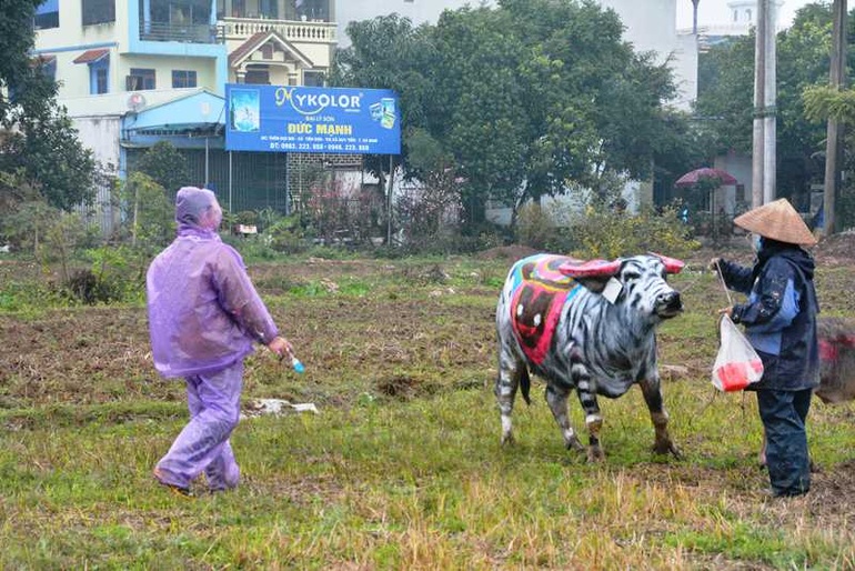 Trâu hóa hổ cho ngày lễ Tịch điền năm Dần  - 4