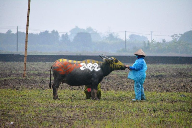 Trâu hóa hổ cho ngày lễ Tịch điền năm Dần  - 2