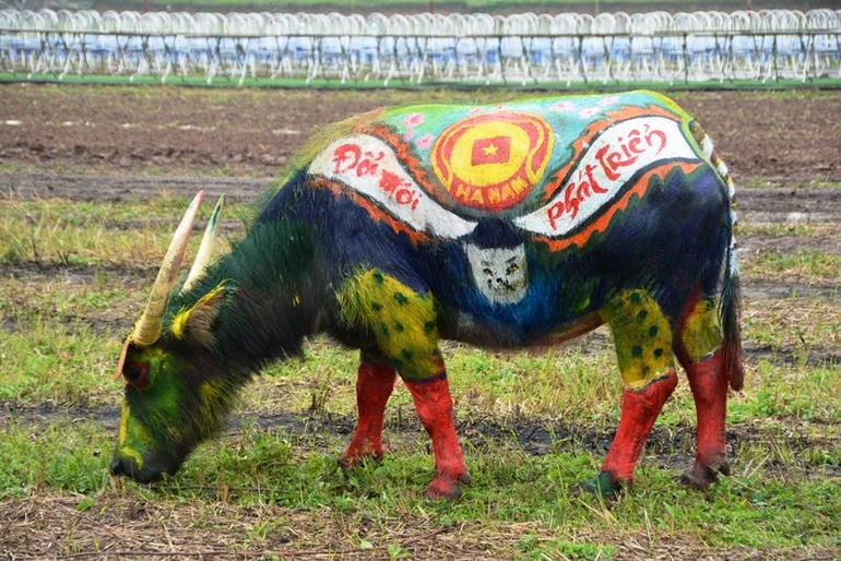 Trâu hóa hổ cho ngày lễ Tịch điền năm Dần  - 11