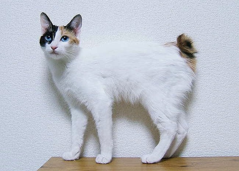 Khám phá giống mèo đuôi thỏ quý hiếm của Nhật Bản | Báo Dân trí