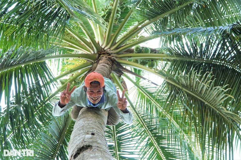 "Thánh" leo dừa nhanh như chớp, lột vỏ bằng răng "độc nhất" ở miền Tây Treo-dua-nhu-con-meo-1644321369030