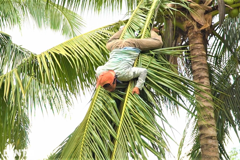 "Thánh" leo dừa nhanh như chớp, lột vỏ bằng răng "độc nhất" ở miền Tây Treo-xuong-bang-tau-dua-1644322546465