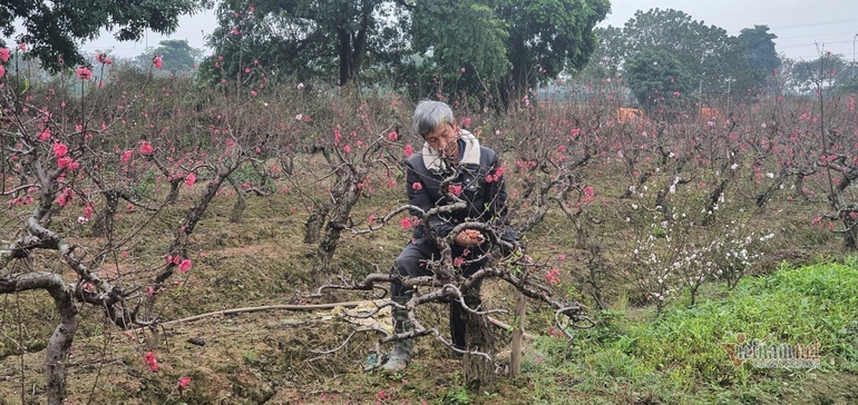 Đào La Cả nở muộn, cả cánh đồng Kiến Hưng đỏ rực như Tết - 1 Đào La Cả nở muộn, cả cánh đồng Kiến Hưng đỏ rực như Tết - 1