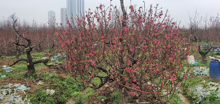 Đào La Cả nở muộn, cả cánh đồng Kiến Hưng đỏ rực như Tết - 2 Đào La Cả nở muộn, cả cánh đồng Kiến Hưng đỏ rực như Tết - 2