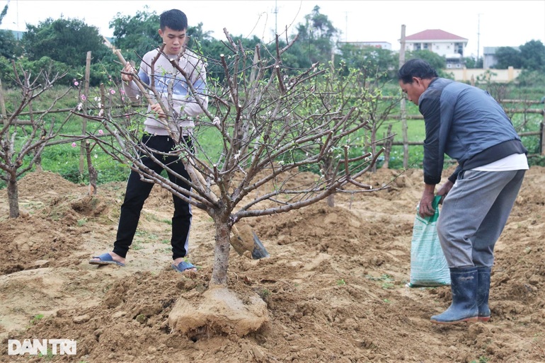 Sau Tết, có thể kiếm tiền triệu, vì sao người trồng đào từ chối? - 9 Sau Tết, có thể kiếm tiền triệu, vì sao người trồng đào từ chối? - 9
