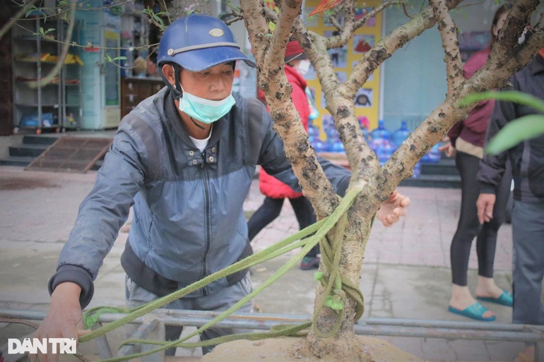 Sau Tết, có thể kiếm tiền triệu, vì sao người trồng đào từ chối? - 3 Sau Tết, có thể kiếm tiền triệu, vì sao người trồng đào từ chối? - 3