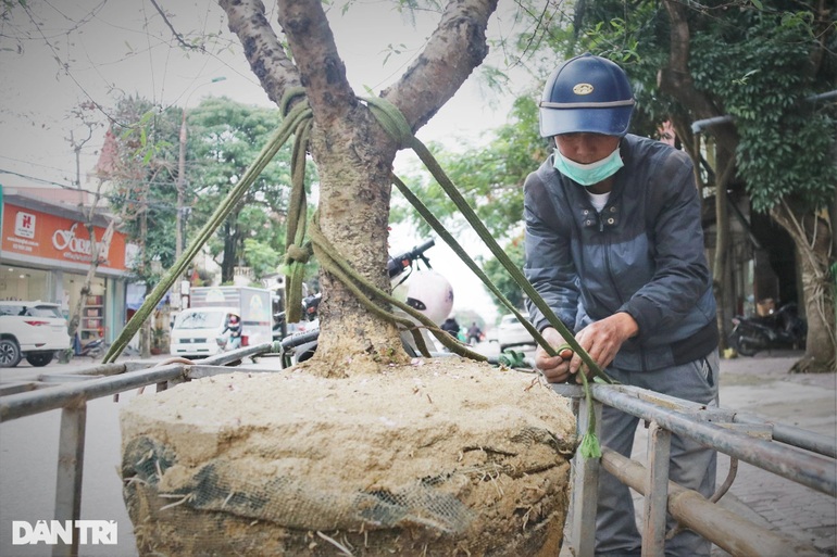 Sau Tết, có thể kiếm tiền triệu, vì sao người trồng đào từ chối? - 2 Sau Tết, có thể kiếm tiền triệu, vì sao người trồng đào từ chối? - 2