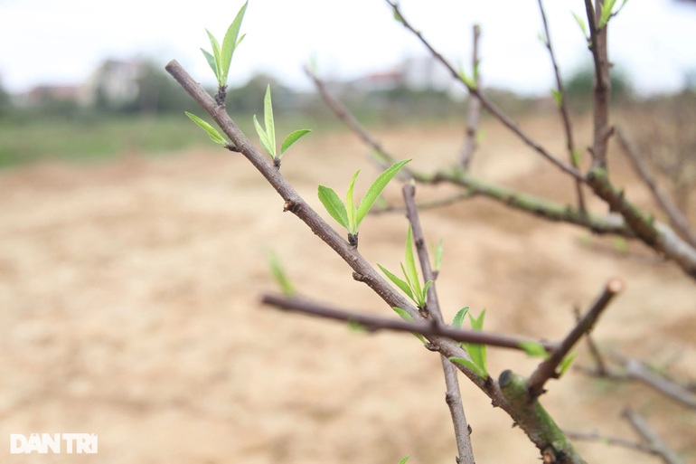 Sau Tết, có thể kiếm tiền triệu, vì sao người trồng đào từ chối? - 6 Sau Tết, có thể kiếm tiền triệu, vì sao người trồng đào từ chối? - 6
