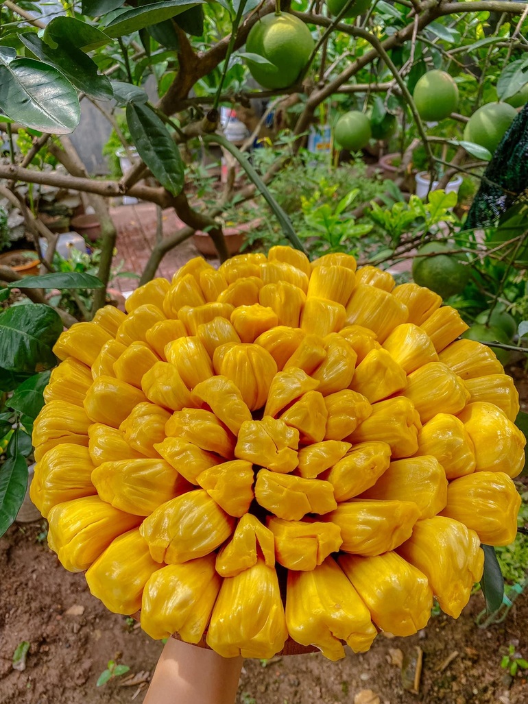 Khu vườn trong mơ với gần 40 loại rau quả sai trĩu trịt giữa lòng Hà Nội - 4 Khu vườn trong mơ với gần 40 loại rau quả sai trĩu trịt giữa lòng Hà Nội - 4