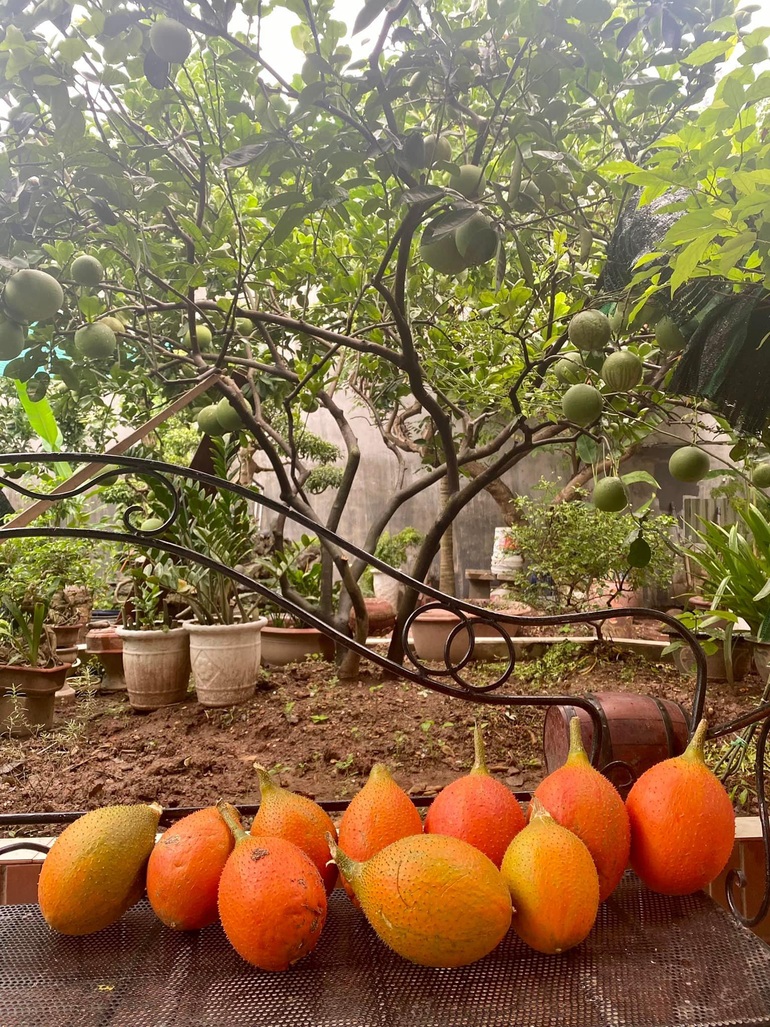 Khu vườn trong mơ với gần 40 loại rau quả sai trĩu trịt giữa lòng Hà Nội - 6 Khu vườn trong mơ với gần 40 loại rau quả sai trĩu trịt giữa lòng Hà Nội - 6