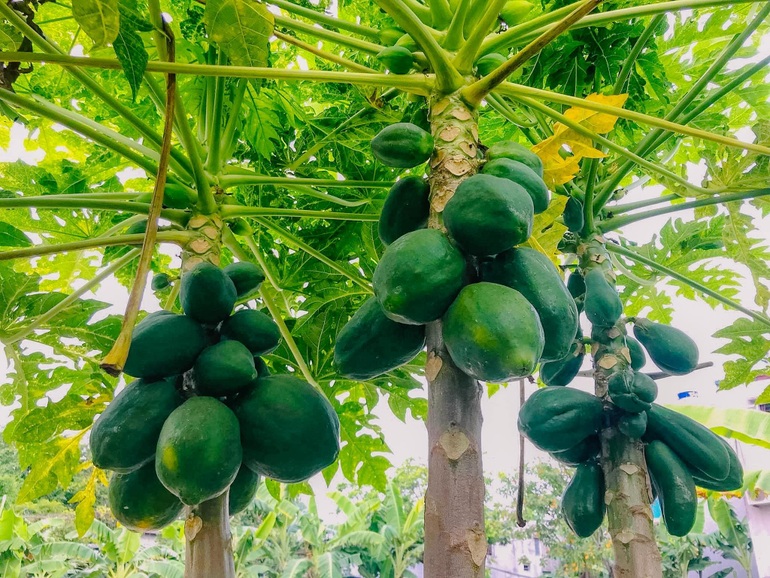 Khu vườn trong mơ với gần 40 loại rau quả sai trĩu trịt giữa lòng Hà Nội - 7 Khu vườn trong mơ với gần 40 loại rau quả sai trĩu trịt giữa lòng Hà Nội - 7
