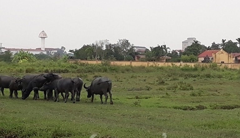 Hải Dương công khai vi phạm đất đai trong nhiều năm của 3 doanh nghiệp - 1 Hải Dương công khai vi phạm đất đai trong nhiều năm của 3 doanh nghiệp - 1